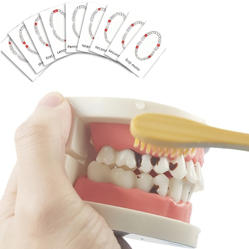 Educational Toothbrush and Model Set for Early Learning - Multicolor PP Material, Dental Hygiene Teaching Aids for Kindergarten, Practical Life, Education Toys