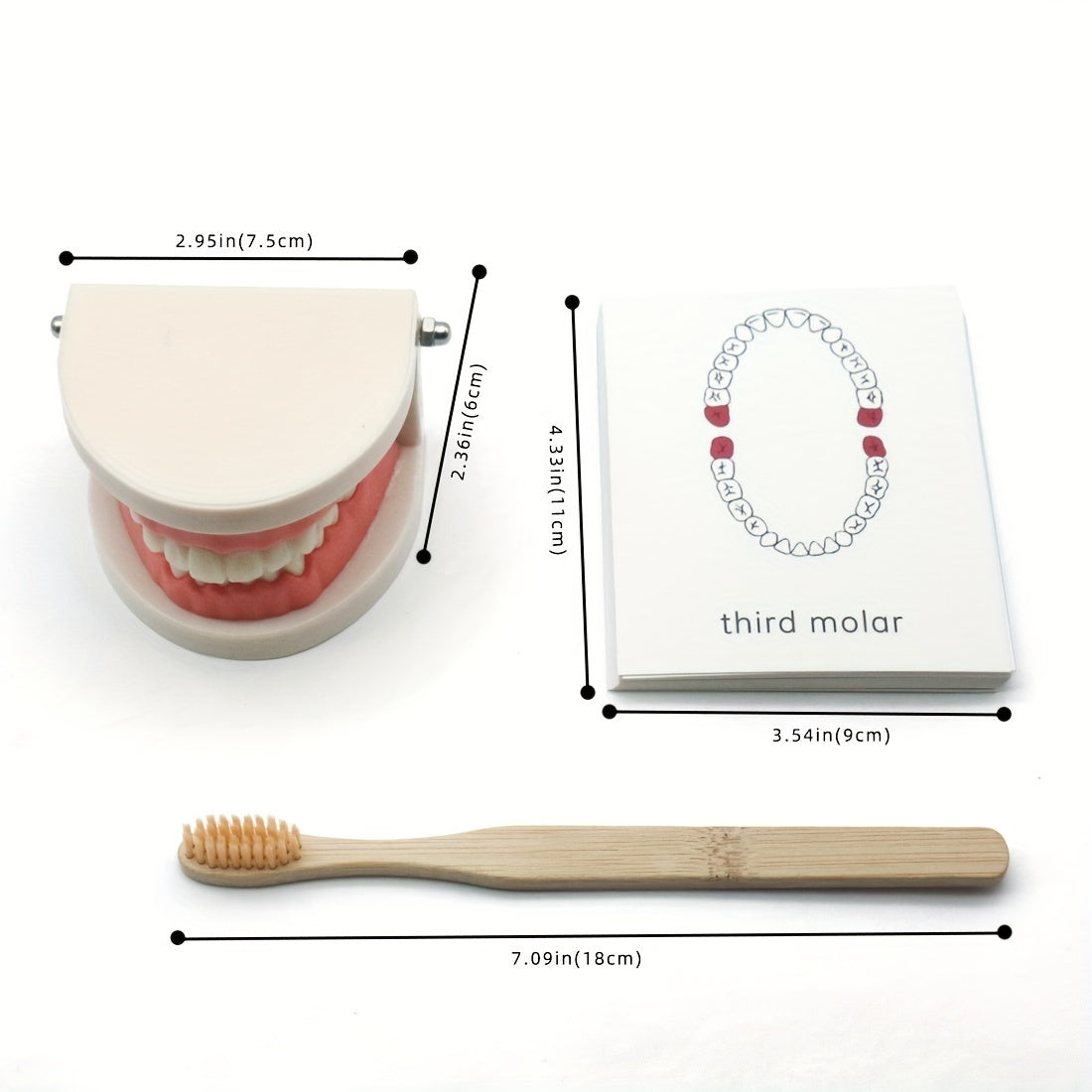 Educational Toothbrush and Model Set for Early Learning - Multicolor PP Material, Dental Hygiene Teaching Aids for Kindergarten, Practical Life, Education Toys