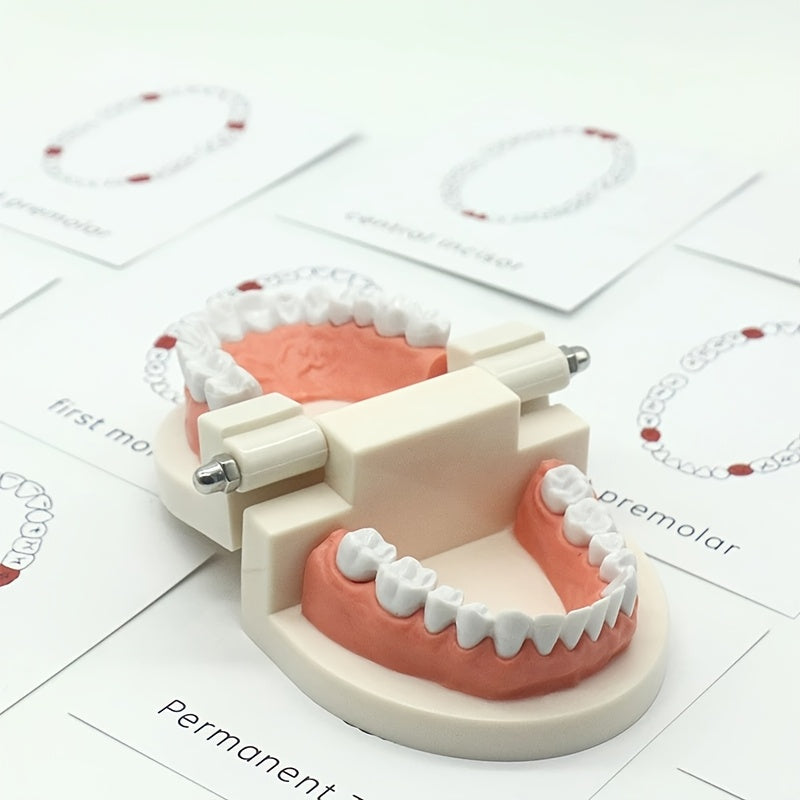 Educational Toothbrush and Model Set for Early Learning - Multicolor PP Material, Dental Hygiene Teaching Aids for Kindergarten, Practical Life, Education Toys
