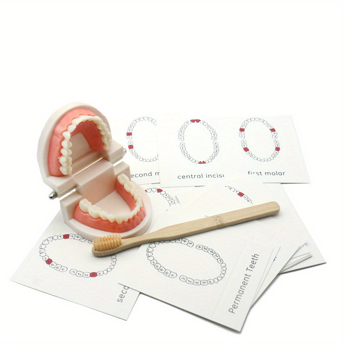 Educational Toothbrush and Model Set for Early Learning - Multicolor PP Material, Dental Hygiene Teaching Aids for Kindergarten, Practical Life, Education Toys